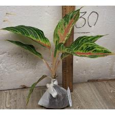 Аглаонема Панама Красная / Aglaonema Panama - Red A-93