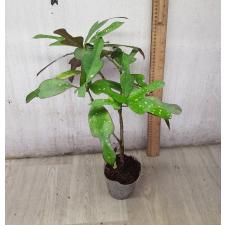 Codiaeum Tri Aswin 122