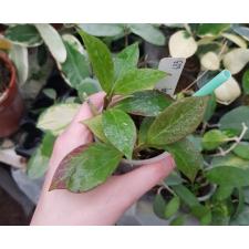 Hoya Sunrise (lacunosa x obscura) 633