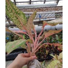 Aglaonema sp. 20 Karat