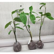 Cananga odorata var. fruticosa 39