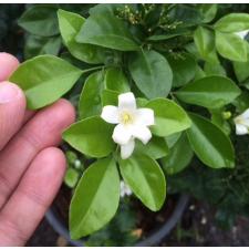 Murraya paniculata 'Himalayan' (flat leaf) 328 по 2200р
