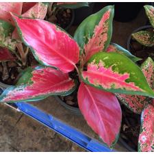 Aglaonema Sermsub 111