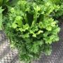 Asplenium nidus 'Super Crissie'.