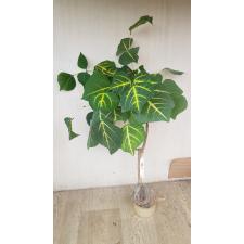 Erythrina variegata 158 по 2200р