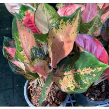 Aglaonema Ohpha Siri 75 dekabr