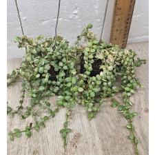 Dischidia nummularioides variegata 'Pebble Beach'