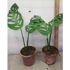 Monstera epipremnoides 'Esqueleto 2+lev