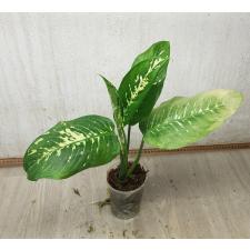 Dieffenbachia seguine Aurora 