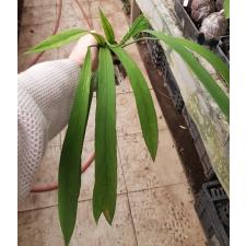 Anthurium vittarifolium(green leaf) 11