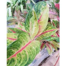 Aglaonema Siam diamond