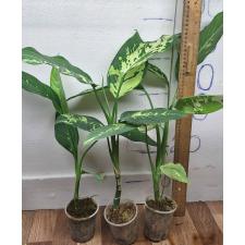 Диффенбахия сегуин Аврора / Dieffenbachia seguine Aurora