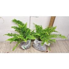 Nephrolepis exaltata 'Spiral leaf' (M)