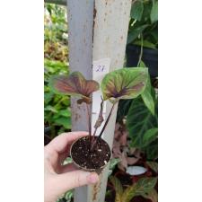 Caladium 27