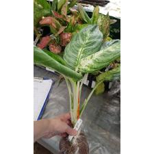 Aglaonema Ruay Lon Fah 57