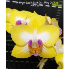 Phal. Yen Shuai Sweet Girl 'Shiny Girl' B09 July