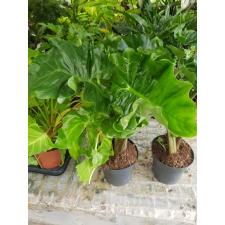 Alocasia Low Rider 17 cm pot