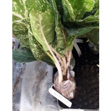 Aglaonema Lak Sub Thong (green form) 21