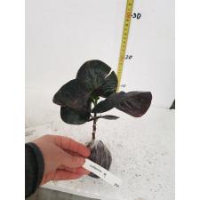 Codiaeum 291