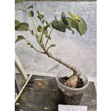 Филлантус мирабилис (Каудоксное растение) / Phyllanthus mirabilis (caudex plant) 18,05,26