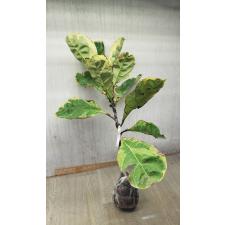 Ficus lyrata variegata 8500р