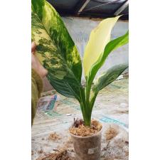 dieffenbachia sp Yellow variegated N7 по 3500p