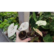 Caladium 18