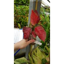 Aglaonema Unyamanee Red (black form) 226