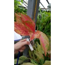 Aglaonema Red Moon 39