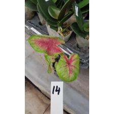 Caladium m14