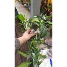 Syngonium wendlandii Orm Prakay Petch 479/1