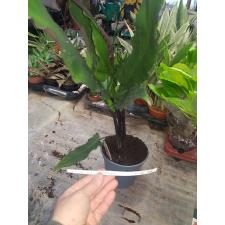 Alocasia Lauterbachiana pot  17 cm