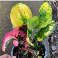 Codiaeum Boh Ploy 591 по 2200р