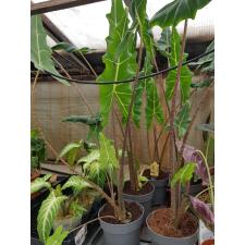 Alocasia sarian 19 см горшок
