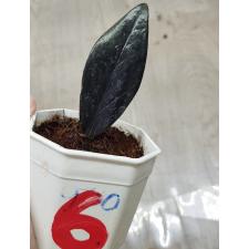 Zamioculcas zamiifolia black variegated (1 leaves) номер 6