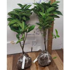 Иксора сп.(Т19) розовый цветок и крупное соцветие / Ixora sp.(T19) pink flower and big inflorescence 82