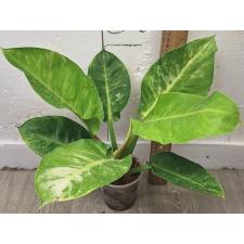 Филодендрон Мунлайт варегатная / Philodendron Moonlight variegata