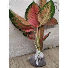 Аглаонема Чанг Данг - Розовая / Aglaonema Chang Dang - Pink A-25