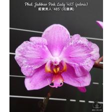 Phal. Jiuhbao Pink Lady '485' (peloric) 2.5" B42 June