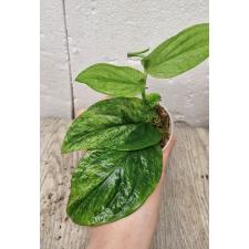 Rhaphidophora korthalsii variegated (S)