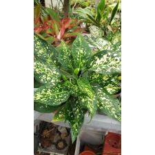 Aglaonema SP White Star 12 см