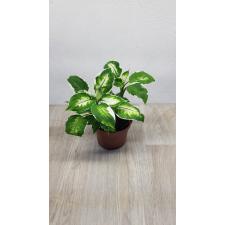 dieffenbachia cool beauty 12 cm pot