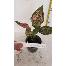 Aglaonema Rub Ngern Rub Thong pot