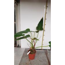 Philodendron sp.(T02) pot 