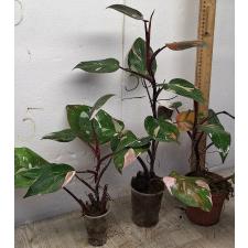 Филодендрон Красный Аддисон / Philodendron Red addison