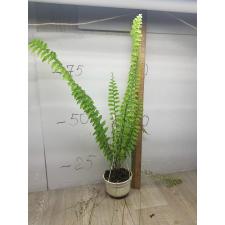 Nephrolepis exaltata 'Hillii' (special)