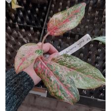 Aglaonema Prakay Ngern (No.2) 48/1 уценка