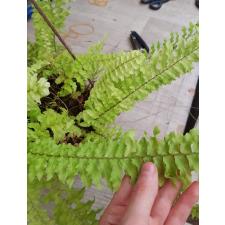 Nephrolepis exaltata 'Dassada' variegated подвес белый 1500p