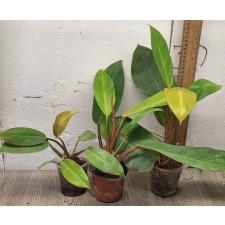 Филодендрон Принц оранжевого / Philodendron Prince Of Orange