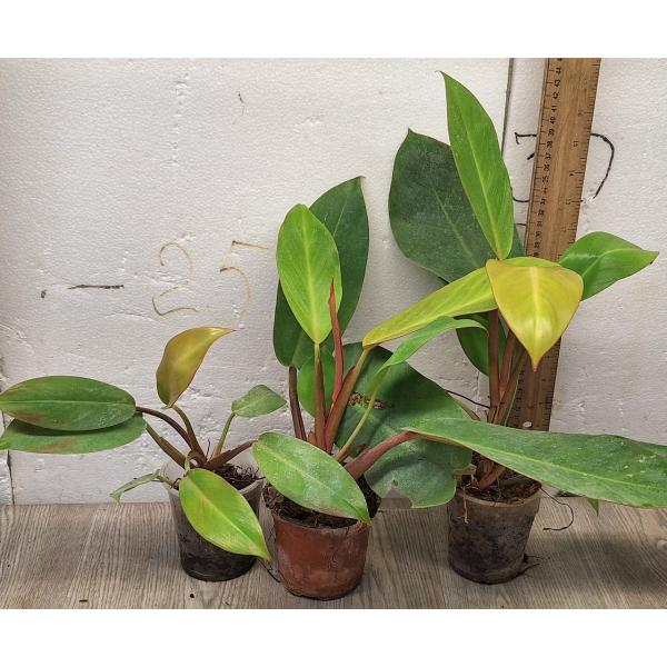 Филодендрон Принц оранжевого / Philodendron Prince Of Orange